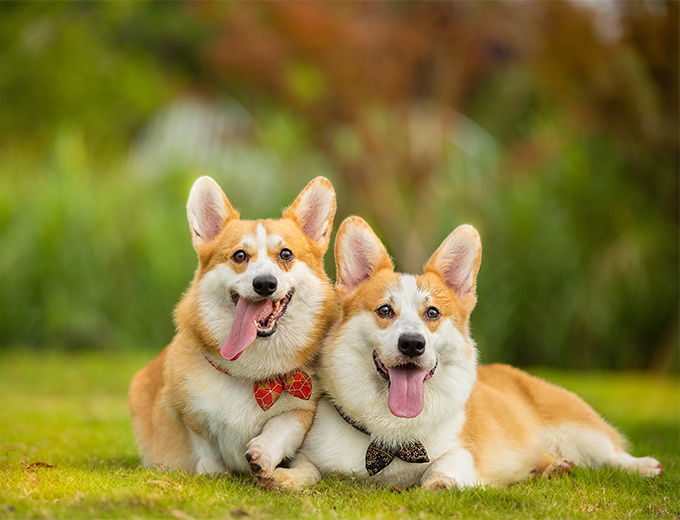 智慧養(yǎng)犬