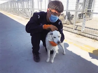 智慧養(yǎng)犬